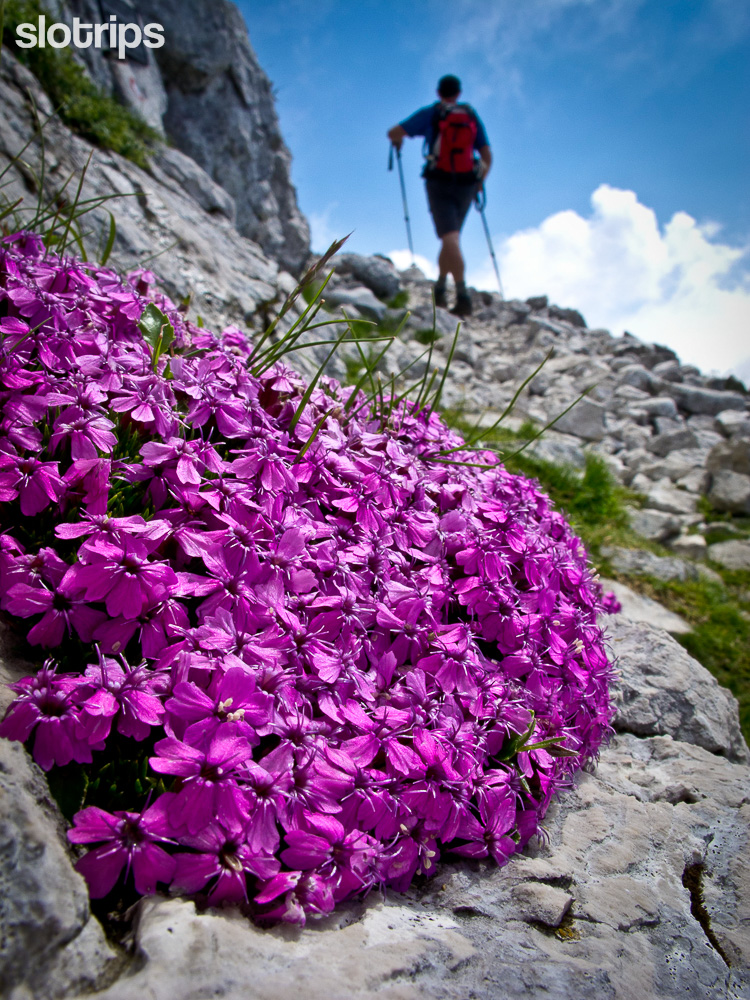 Mountain flowers in the Triglav National Park, Slovenia