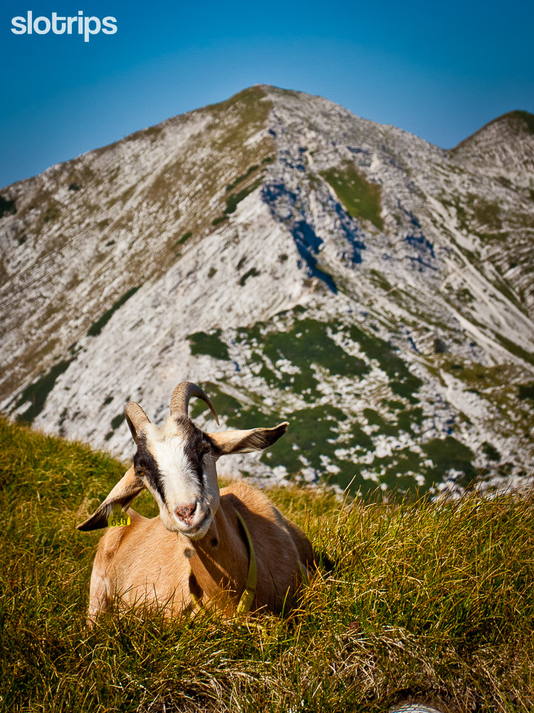 Meeting friends on hiking trails in the Julian Alps, Slovenia