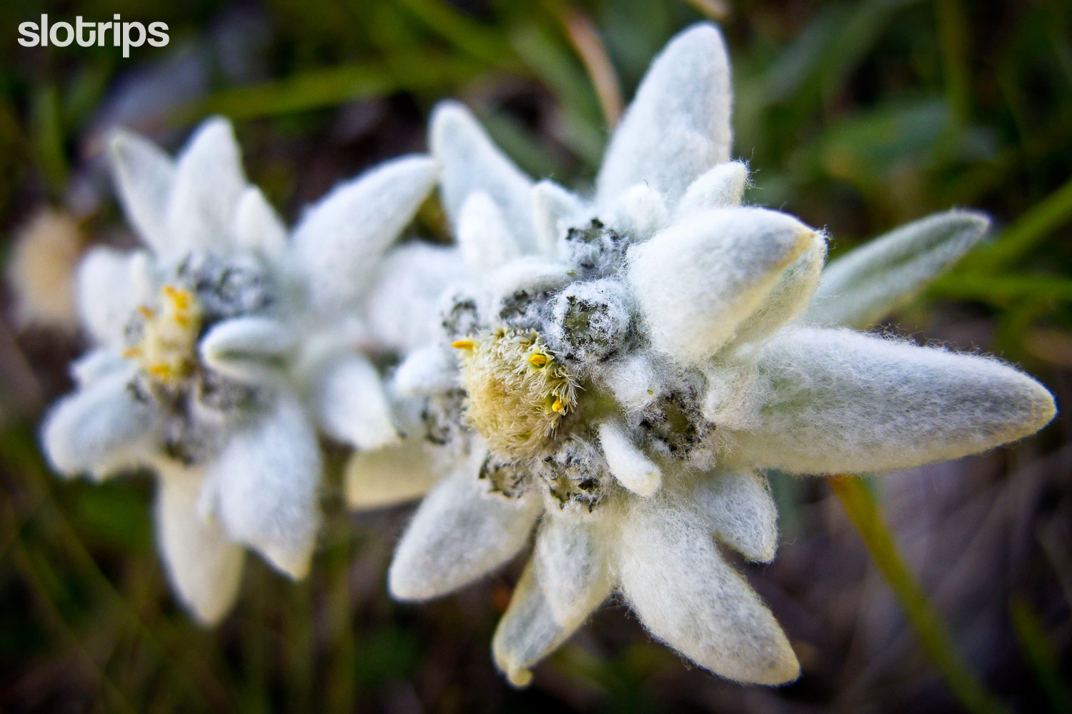 Edelweiss flowers in the Julian Alps, Slovenia