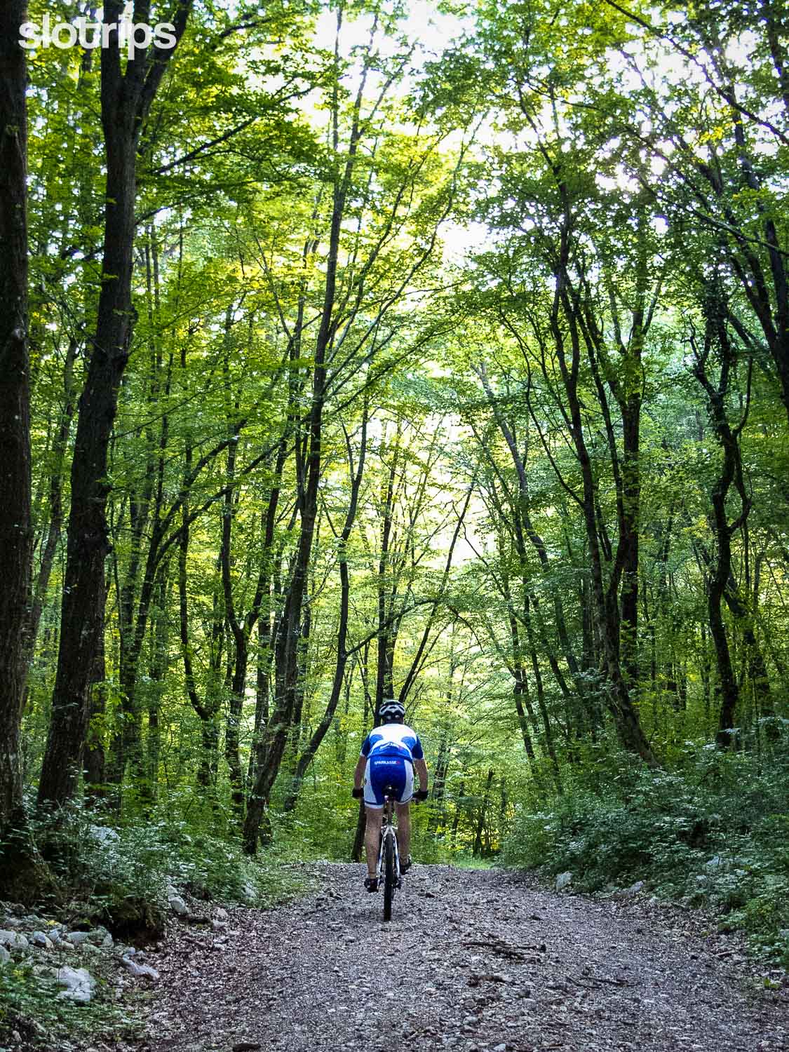 A mountain biker descending on a smooth gravel road through the woods in Slovenia