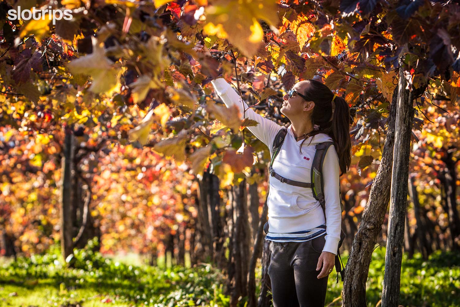 A hiker walking through a vineyard in warm autumn colors and trying some fresh grapes