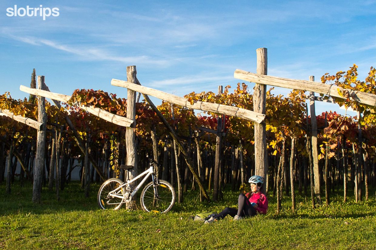 A female biker taking a rest leaning on the vines in a vineyard in Karst region in Slovenia