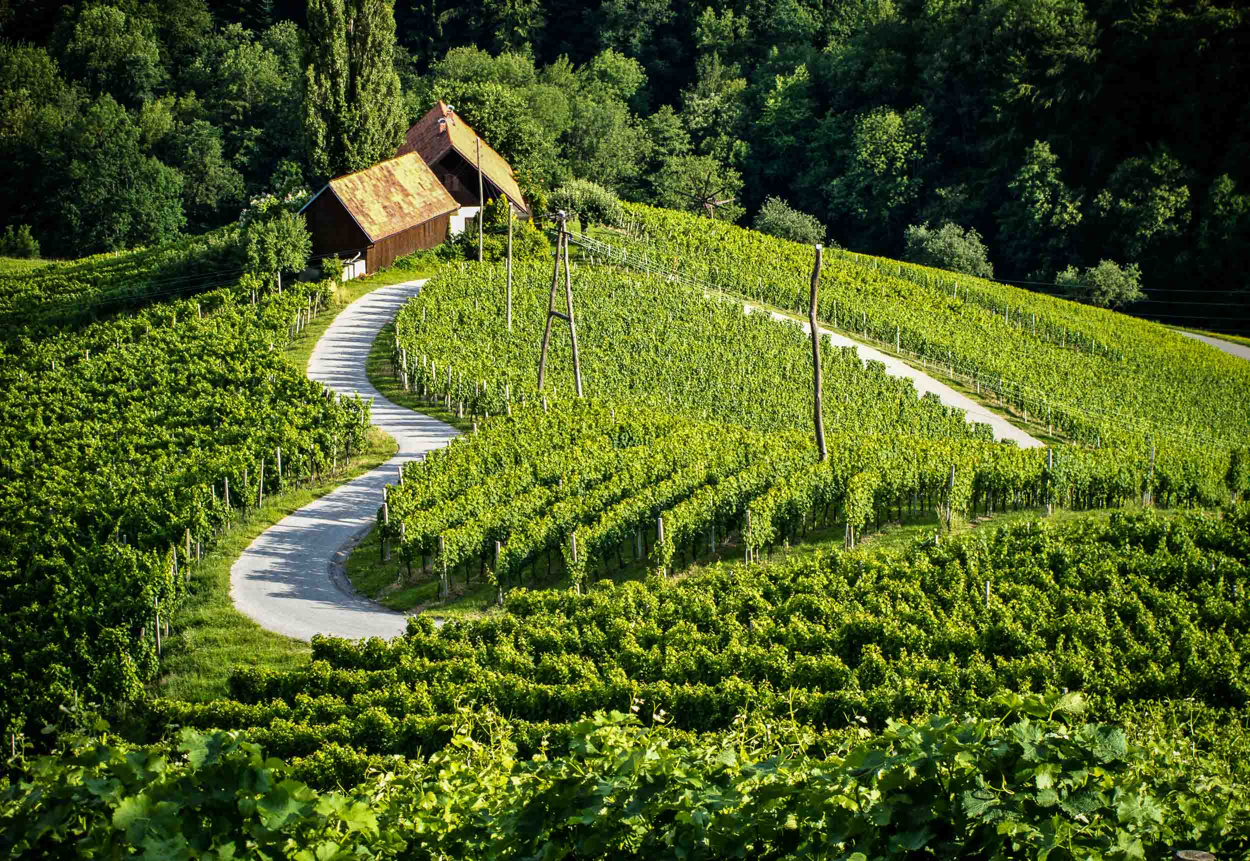 Sprouting vineyard near Maribor, encircled with a road into a beautiful heart shape