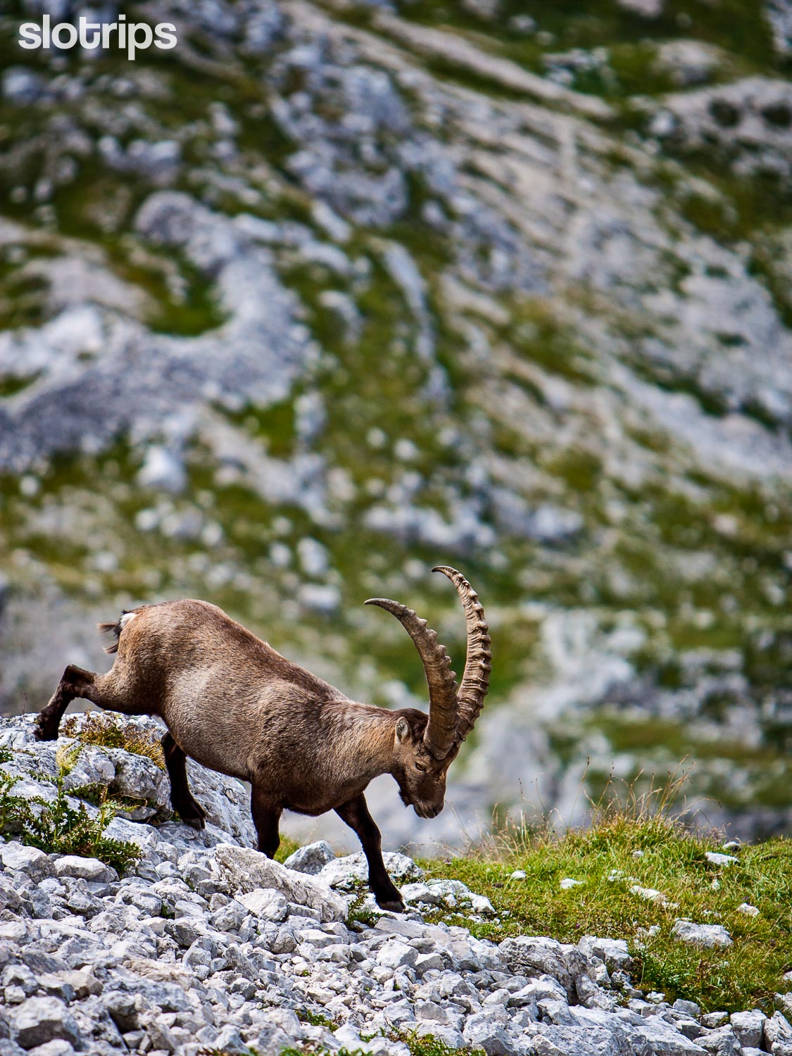 A young Alpine Ibex running across the rough alpine slopes in the Julian Alps