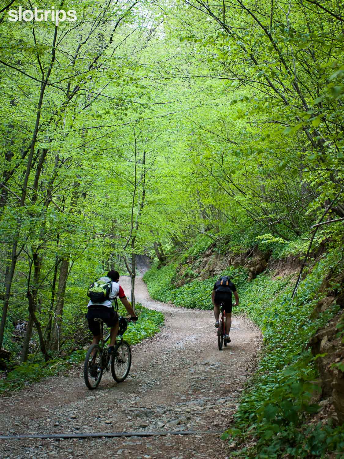 Two mountain bikes descending on a forest road in the forests around Slovenian capital Ljubljana