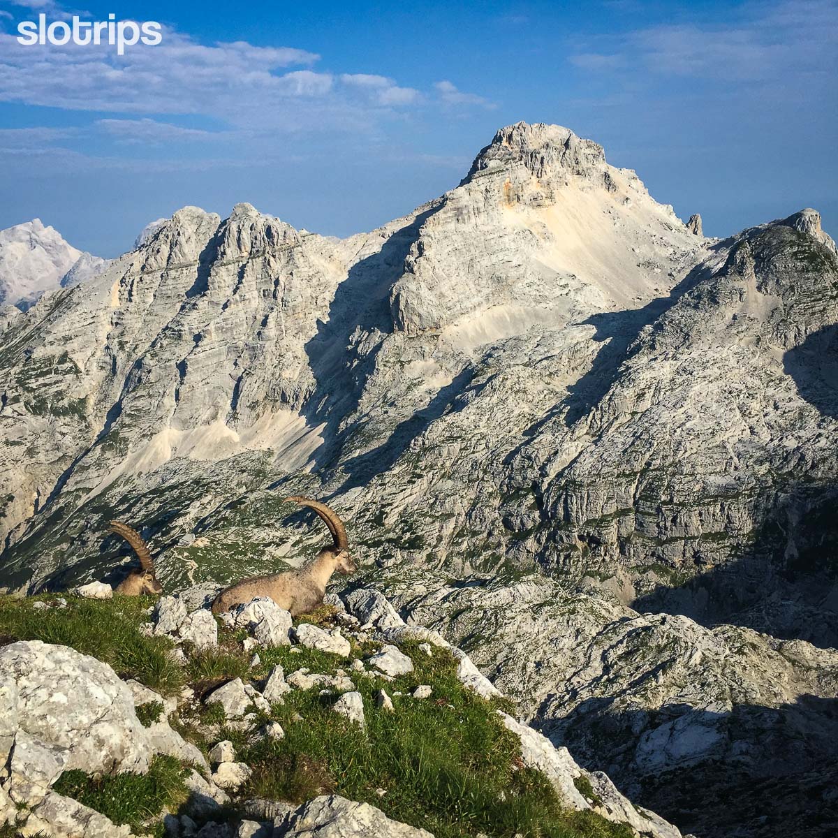Two Alpine ibexes gracefully grazing high in the Julian Alps above the Kriski podi alpine plateau
