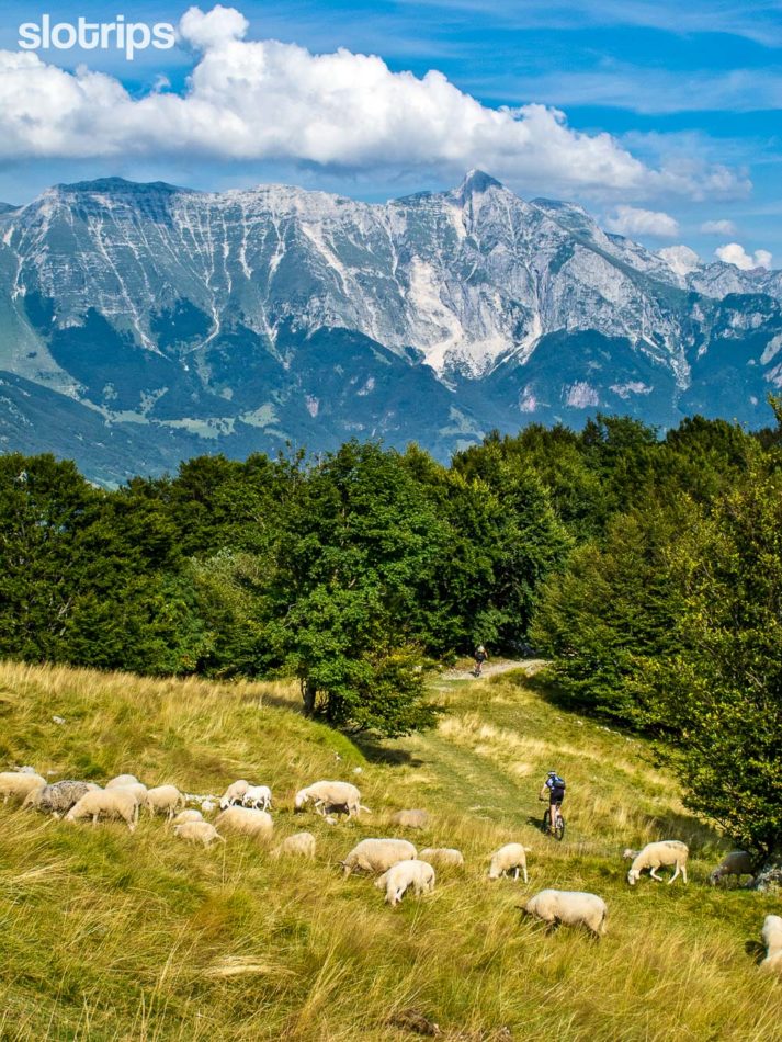 A mountain biker descending past a flock of sheep in the mountain high above the Soca Valley in the Julian Alps with Mt. Krn in the background