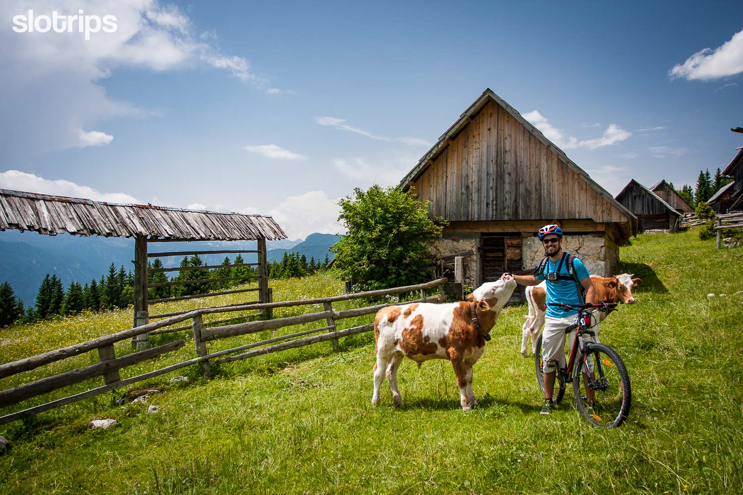 A traveler on a biking trip across the alpine meadows above Lake Bohinj petting a young calf