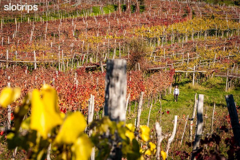 A girl walking through the Teran wine vineyards in Karst region in Slovenia