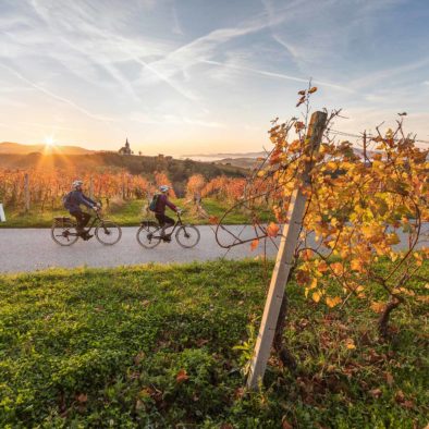 Bikers on an autumn sunset biking trip through the reddish vineyards in Bela Krajina.