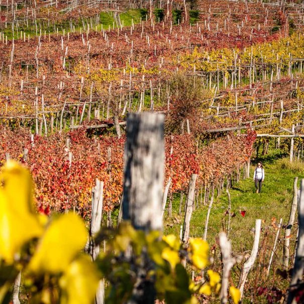 Traveler walks through the red, yellow and green autumn vineyards in the Vipava valley.