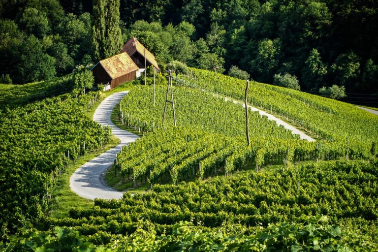 Sprouting vineyard near Maribor, encircled with a road into a beautiful heart shape.
