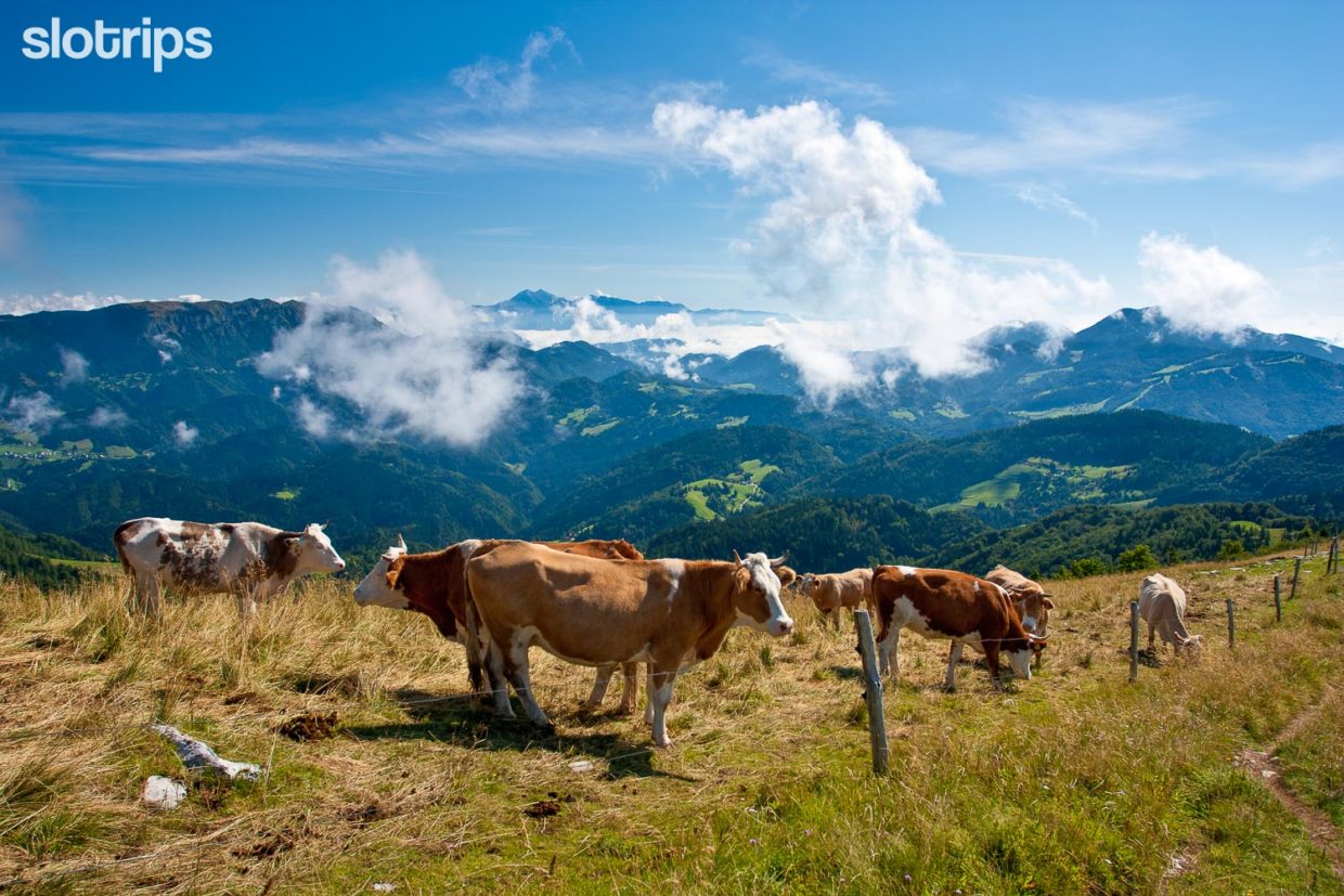 Hiking views with flock of cows grazing on grassy slopes of mount Porezen backed with wooded hills and mountains.