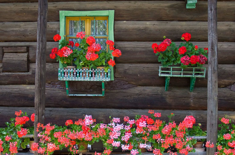 Traditional wood log house front, decorated with beautiful red flowers in troughs.