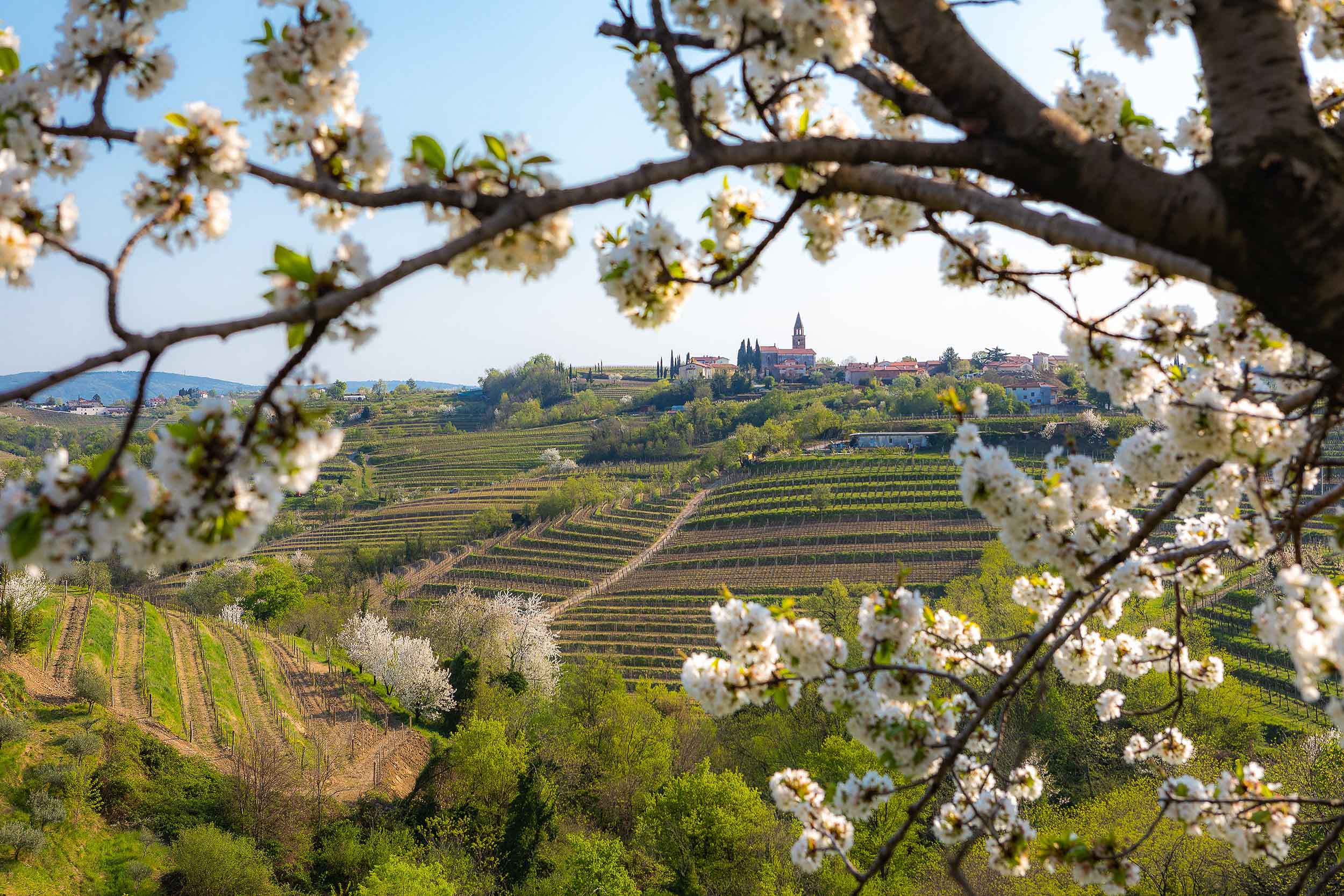 A hilltop village in Goriska Brda wine hills with rolling vineyards as seen through blooming cherry branch