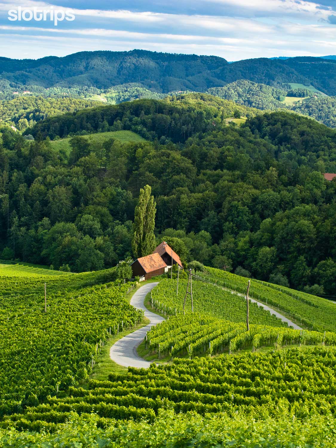 The famous heart vine road in the vineyards as seen from Dreisiebner homestead in Styria region in Slovenia