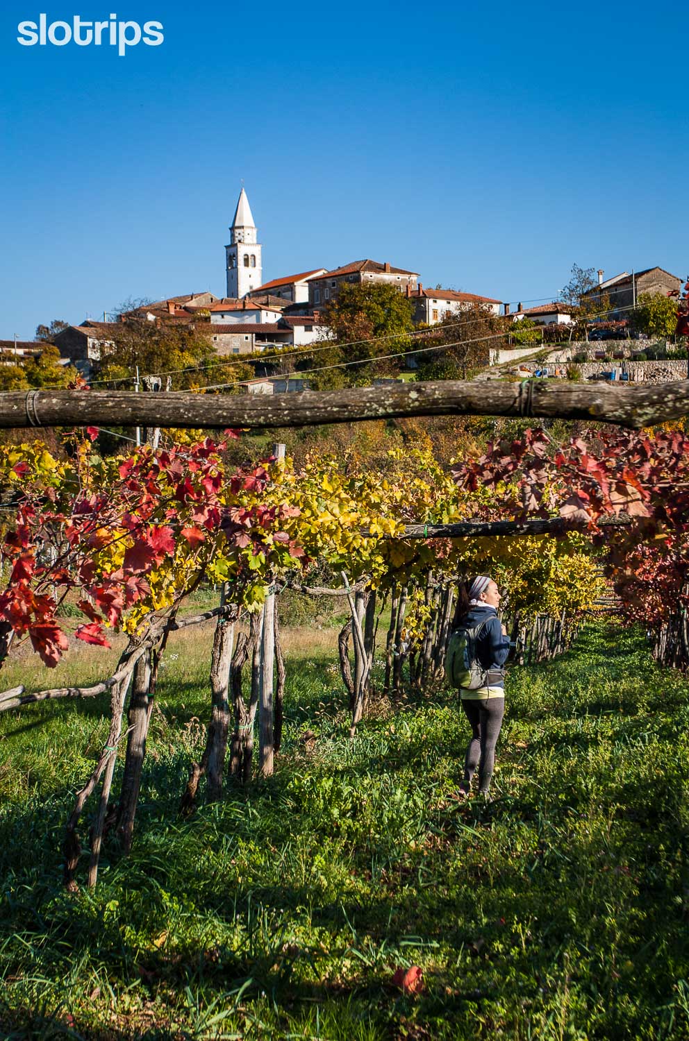 Hiking through the vineyards of Karst near Pliskovica village