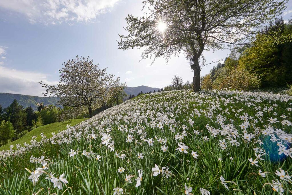 Daffodil carptes at Planina Pod Golico, Slovenia