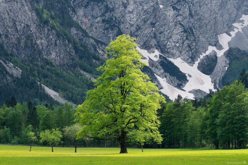 Spring and Elm tree in the Logar Valley