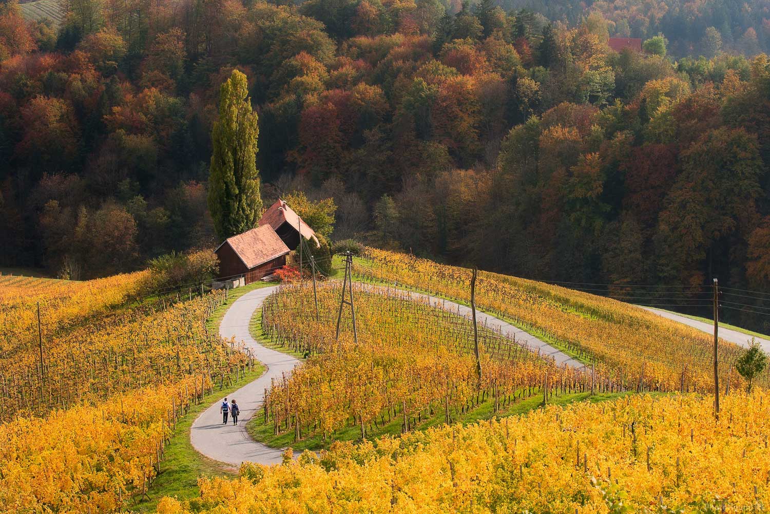 Styria wine road, wine heart in Slovenia
