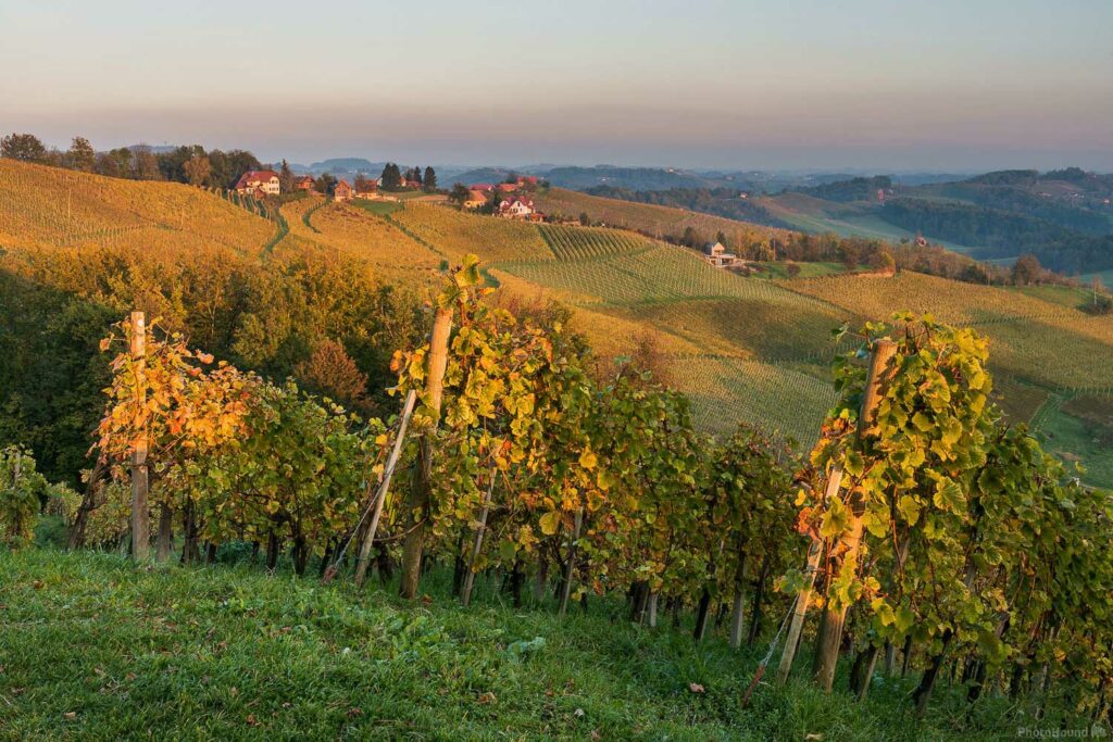 Vineyards on Styria wine road, Svecina, Slovenia