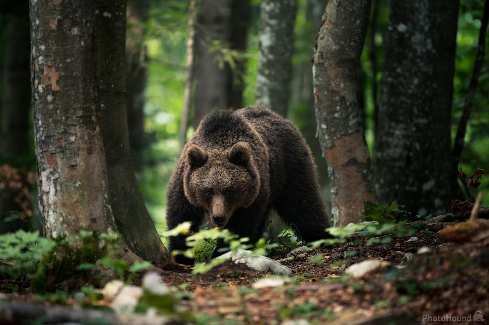 Best photo locations in Slovenia, Brown bear photography
