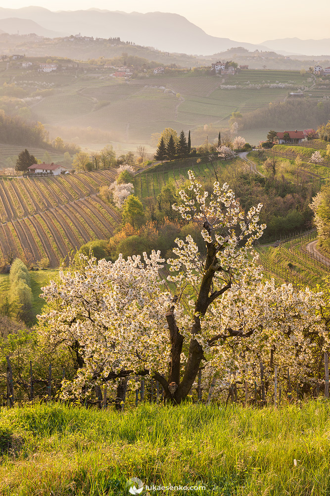 Cherry trees in bloom in Slovenian wine region of Goriska Brda