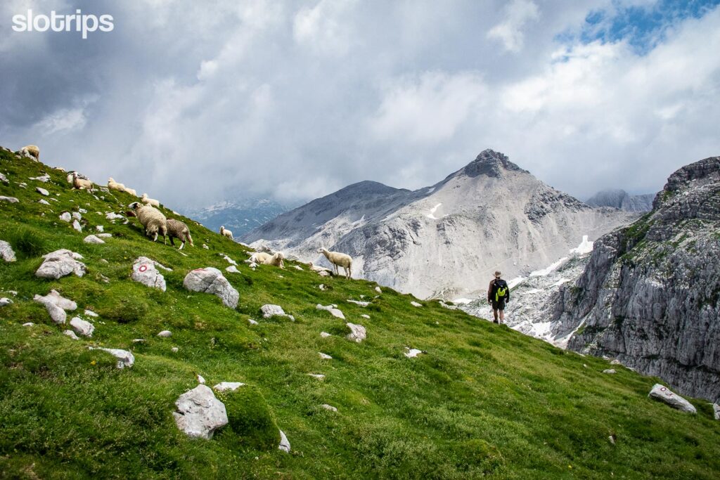 Hiker and sheep on Mt. Krn, Julian Alps