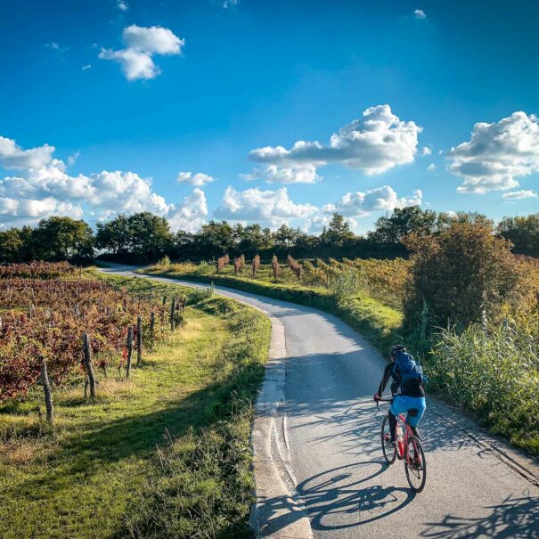 Road cycling the wine roads of Slovenian Istria