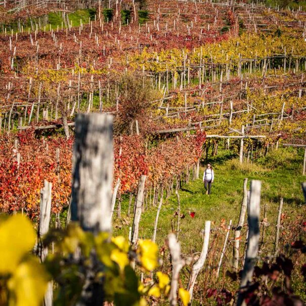 Walking trip through the vineyards of Karst in autumn in Slovenia