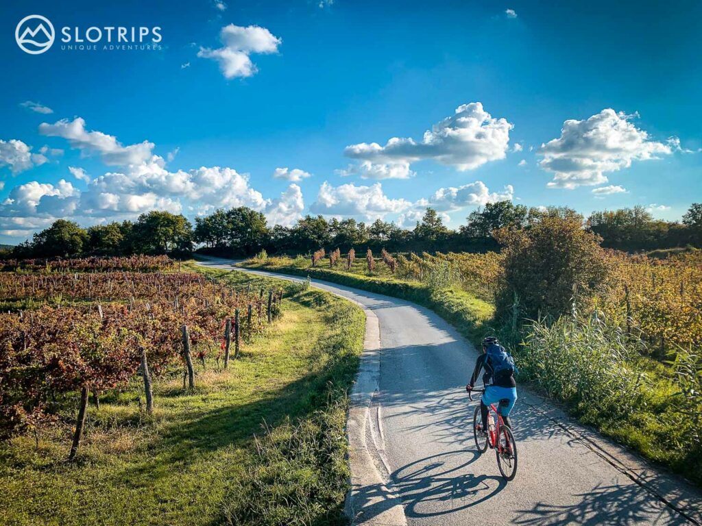 Road cycling the wine roads of Slovenian Istria