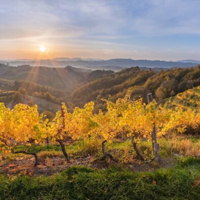 Vineyards of Haloze in north-eastern Slovenia in autumn
