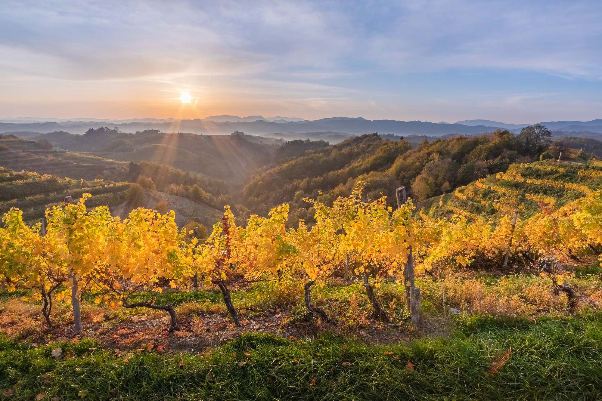 Vineyards of Haloze in north-eastern Slovenia in autumn