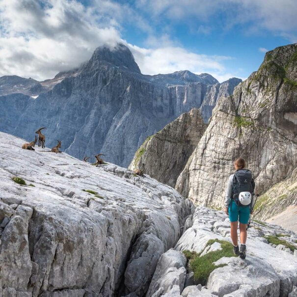 Hiker with a group of ibex in the Julian Alps, Slovenia