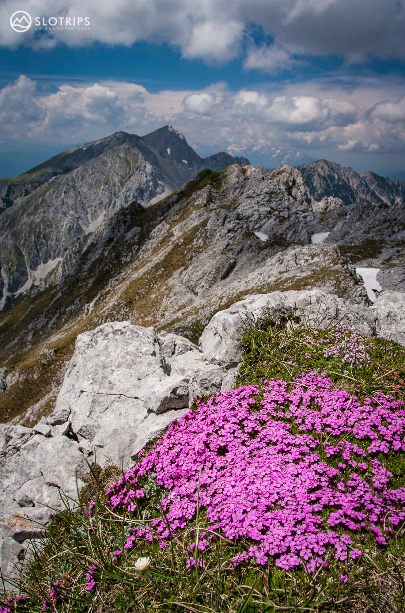 Flower carpets in Karawanke, Slovenia