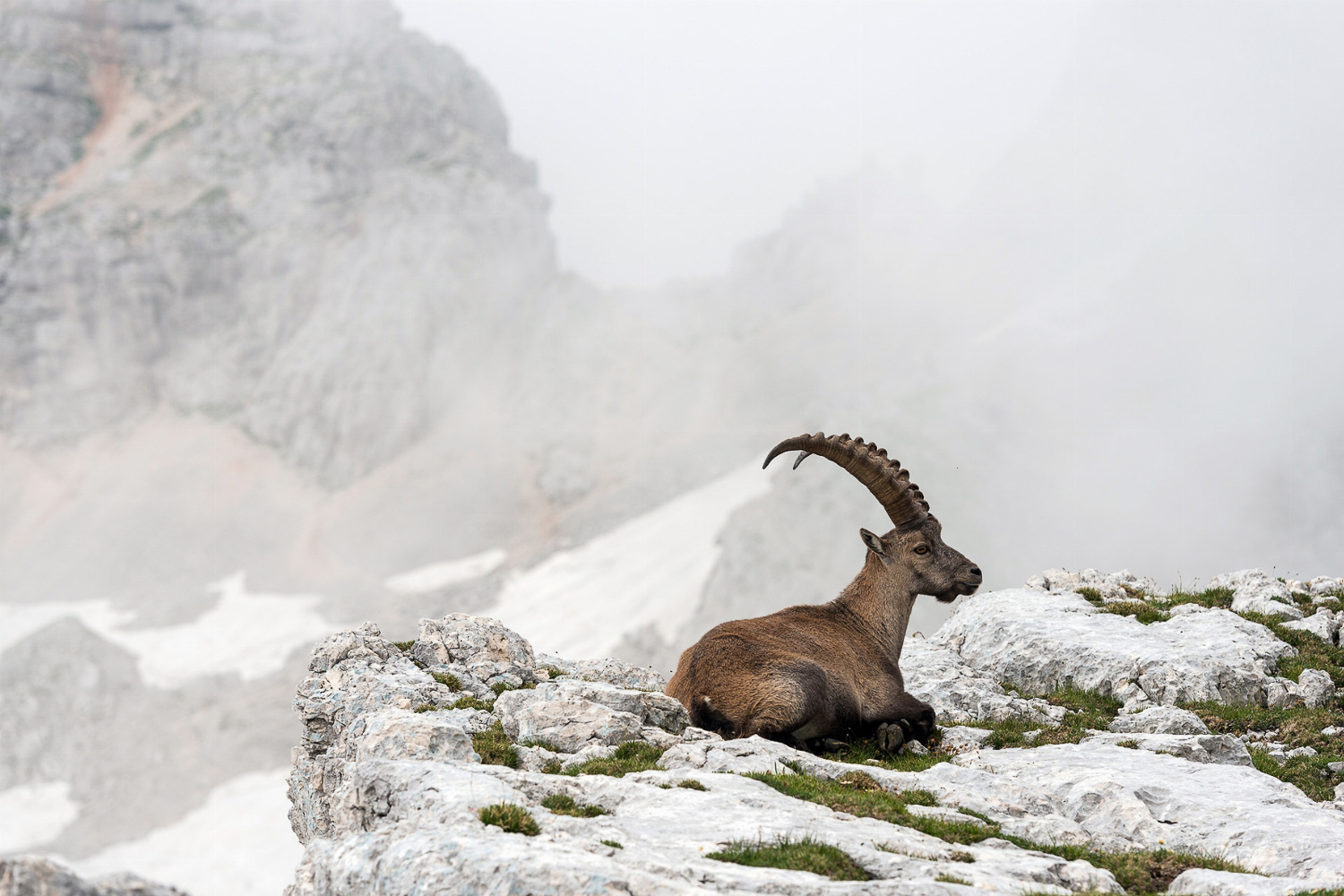 Mountain ibex resting in the Triglav National Park
