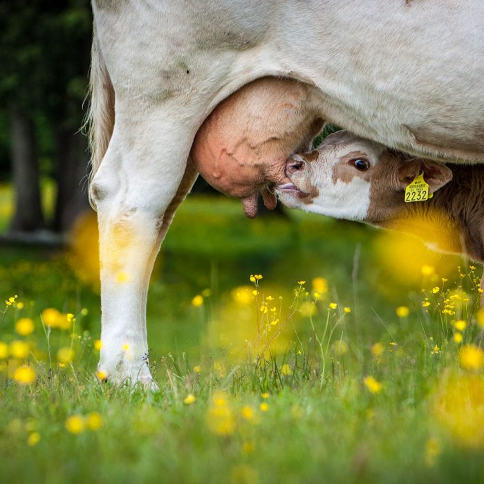 A young calf sucking fresh milk on endless alpine pastures in Slovenia