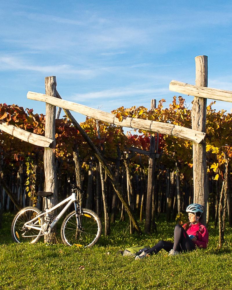 Cycling in the vineyards of Karst plateau in Slovenia